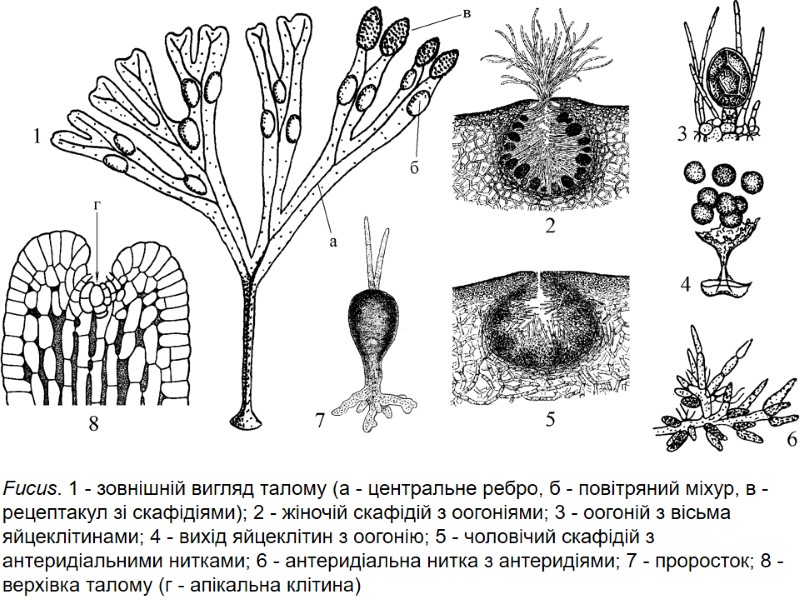 Fucus. 1 - зовнішній вигляд талому (а - центральне ребро, б - повітряний міхур,